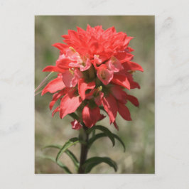 Postal Susurros de lo salvaje: Pincel indio