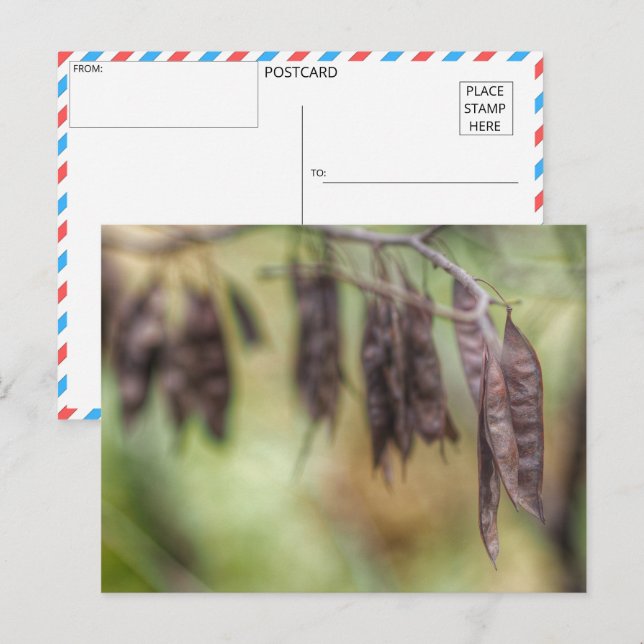 Postal Susurros de otoño: Serene Seed Pod (Anverso / Reverso)