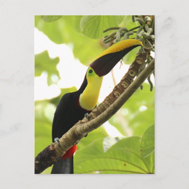 Postal Swainson Toucan (Anverso)