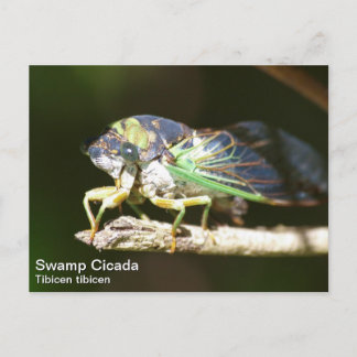 Postal Swamp Cicada