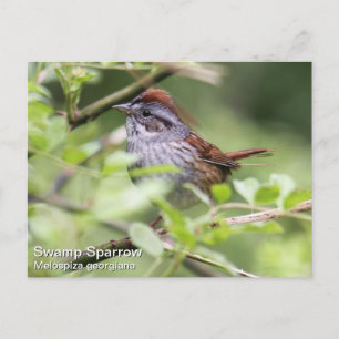 Postal Swamp Sparrow