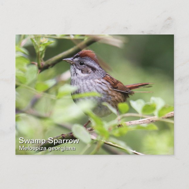 Postal Swamp Sparrow (Anverso)