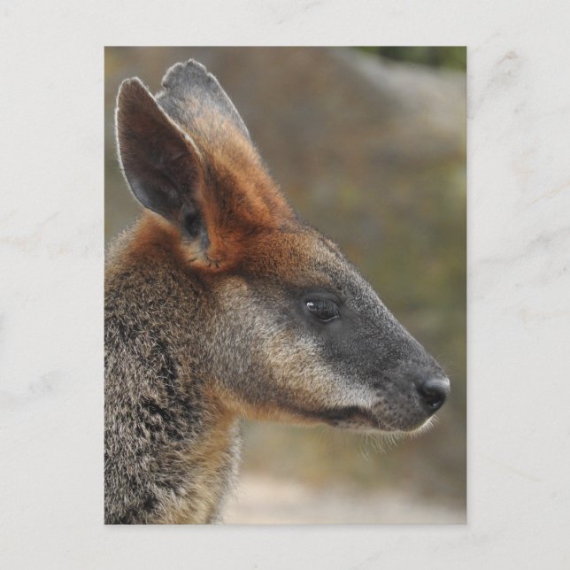 Postal Swamp Wallaby (Anverso)