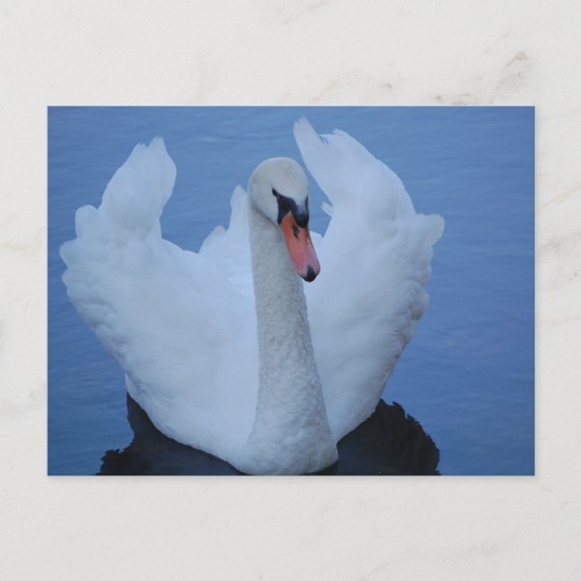 Postal Swan (Anverso)