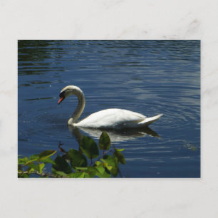 Postal Swan