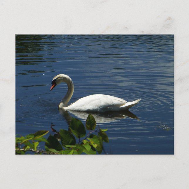 Postal Swan (Anverso)