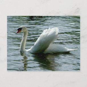 Postal Swan