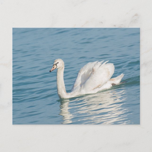 Postal Swan (Anverso)