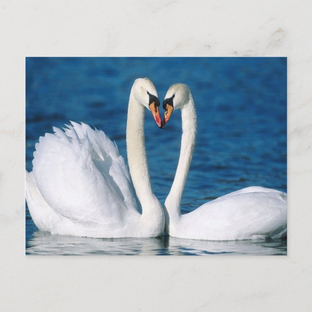 Postal Swan (Anverso)
