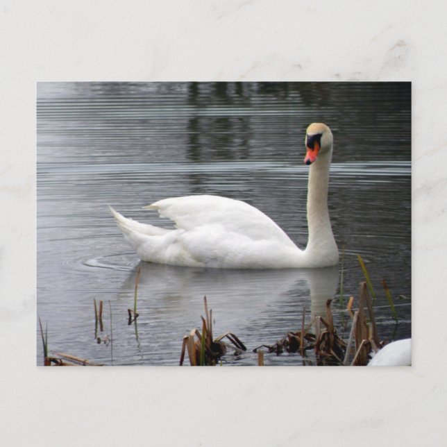 Postal Swan (Anverso)