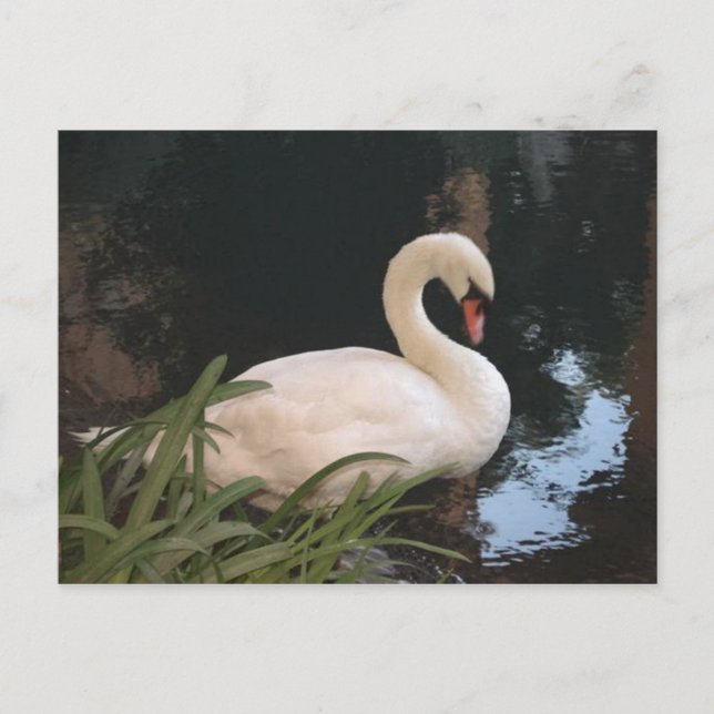 Postal Swan (Anverso)