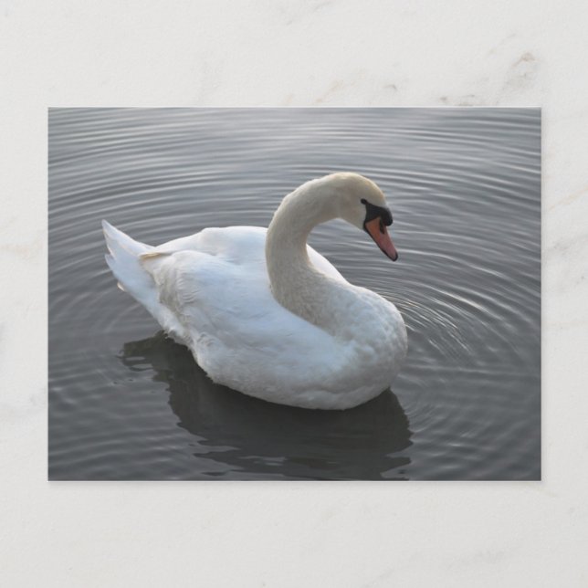 Postal Swan (Anverso)