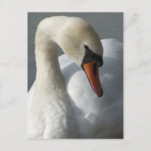 Postal Swan