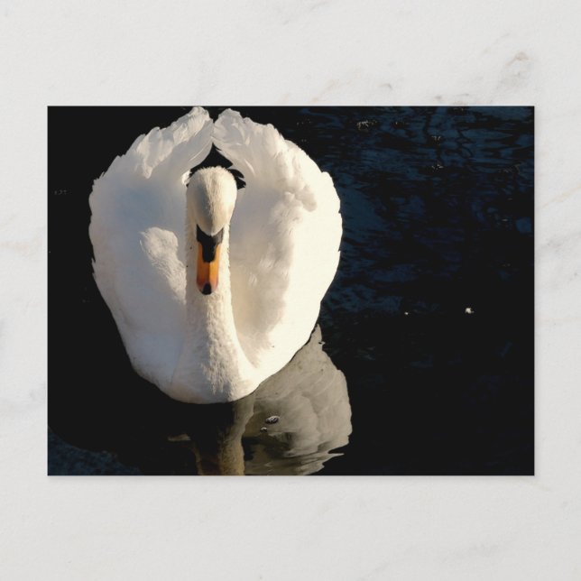 Postal Swan (Anverso)