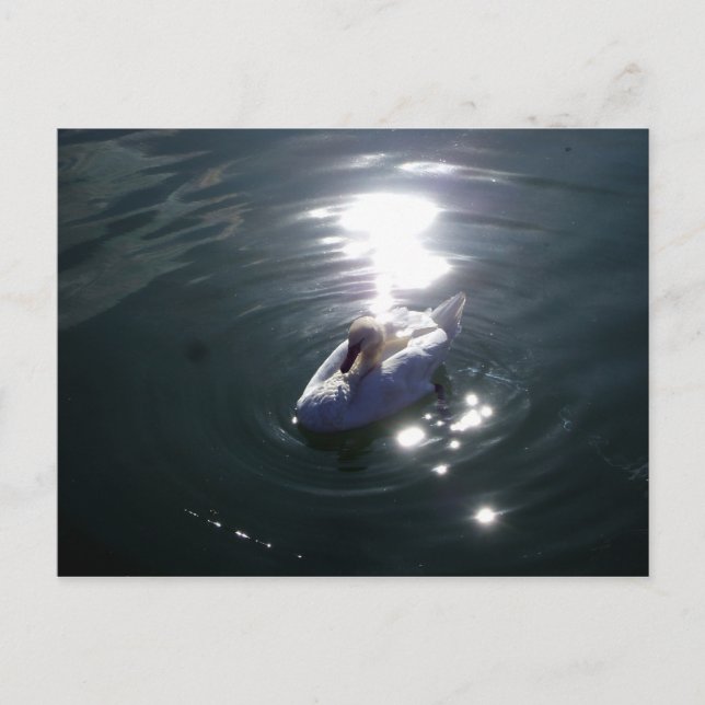 Postal Swan (Anverso)