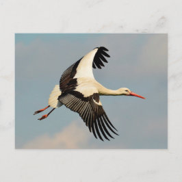 Postal Swan