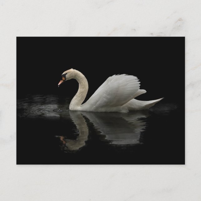 Postal Swan (Anverso)