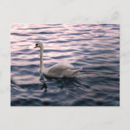 Postal Swan al atardecer