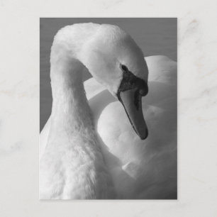 Postal Swan B&W