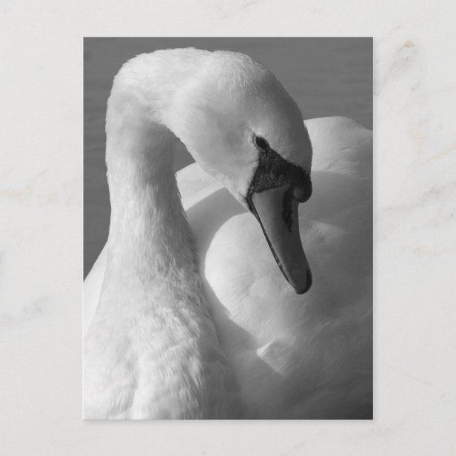 Postal Swan B&W (Anverso)
