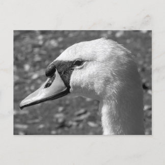Postal Swan Close-up. Lago Roath Park, Cardiff, Gales