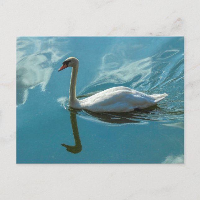 Postal Swan con reflexiones en la nube (Anverso)