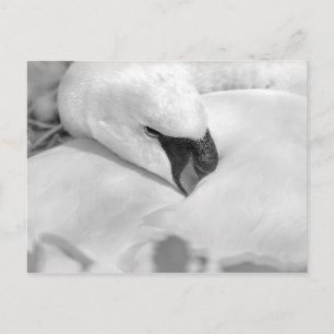 Postal Swan de B&W