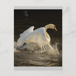 Postal Swan de chispas