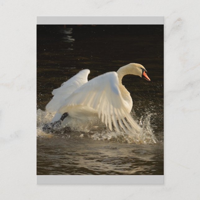 Postal Swan de chispas (Anverso)