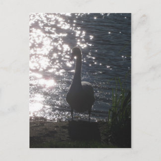 Postal Swan en la luz de la noche Postcard