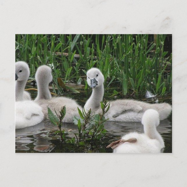 Postal Swan en Wonder.jpg (Anverso)