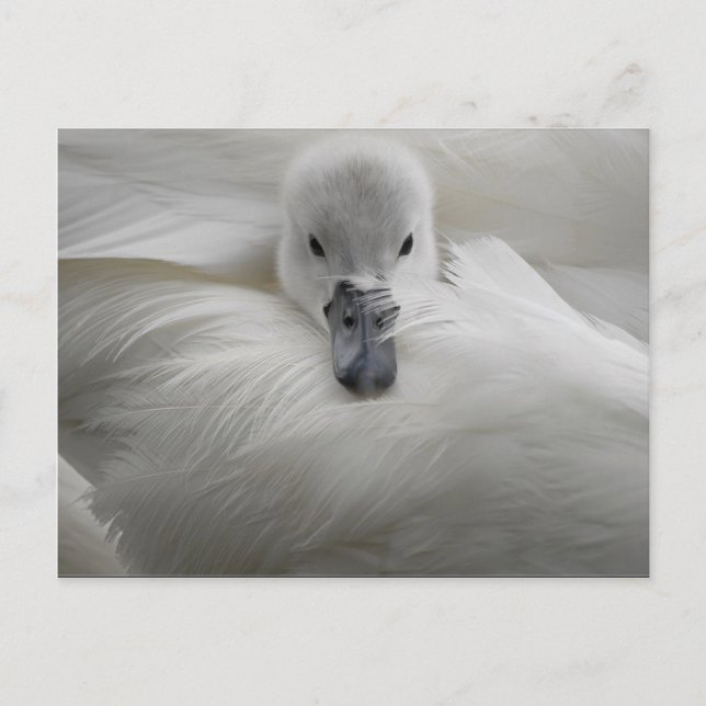 Postal Swan, hermosas plumas blancas, comodidad de bellez (Anverso)