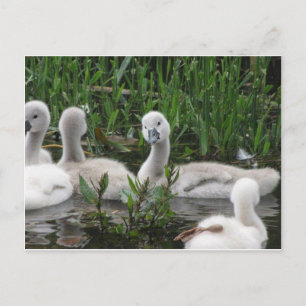 Postal Swan in Wonder
