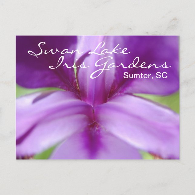 Postal Swan Lake-Iris Gardens (Anverso)