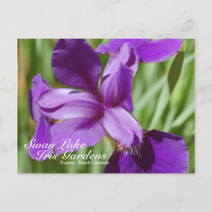 Postal Swan Lake-Iris Gardens