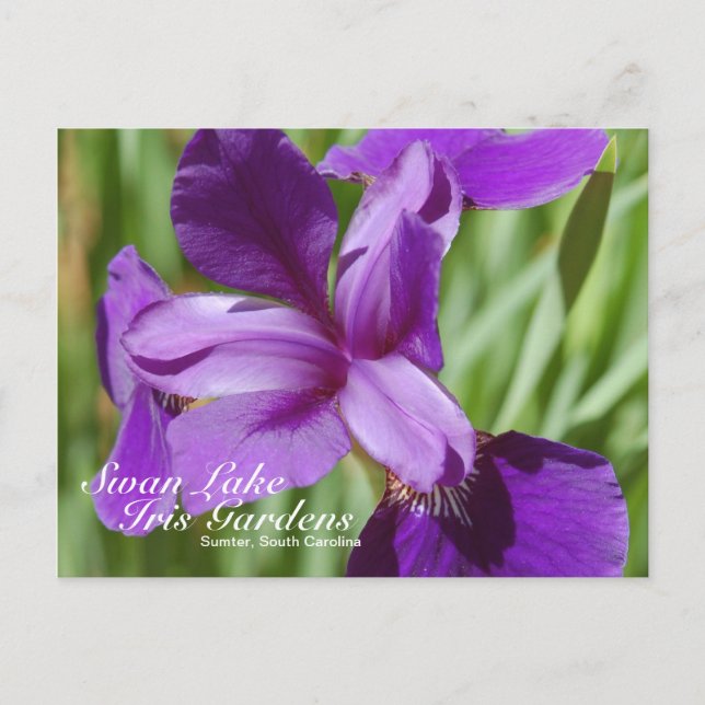 Postal Swan Lake-Iris Gardens (Anverso)