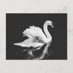 Postal Swan Natación en blanco y negro