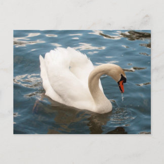 Postal Swan Song