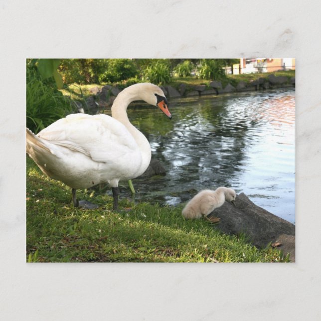 Postal Swan y cignet (Anverso)