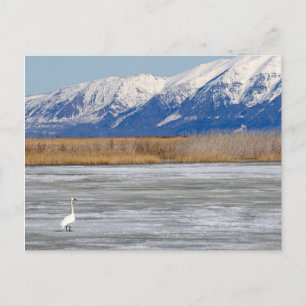 Postal Swan y Nieve