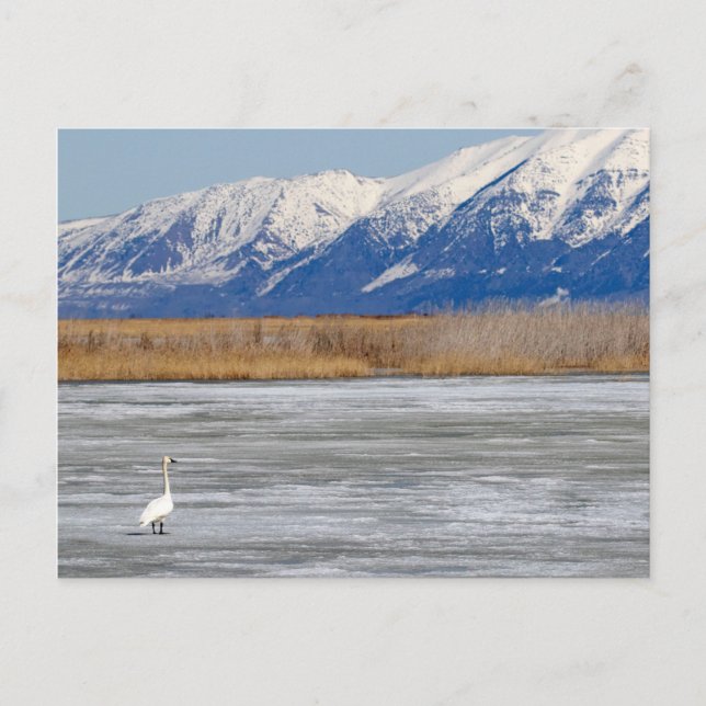 Postal Swan y Nieve (Anverso)
