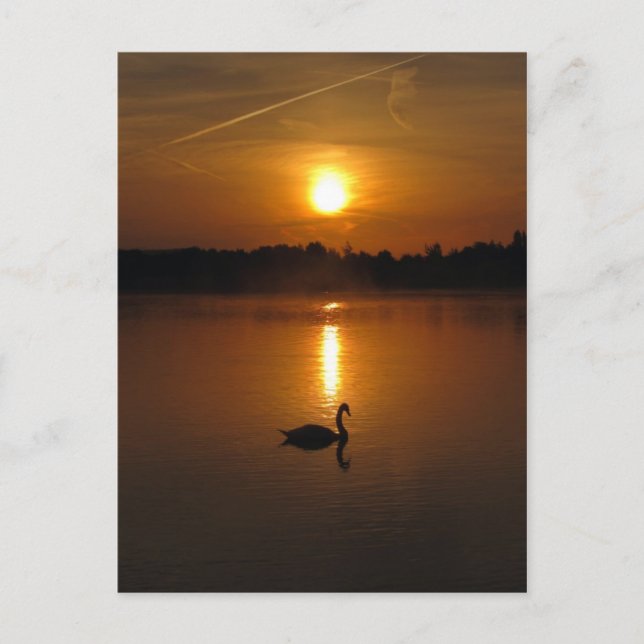 Postal Swan y puesta de sol (Anverso)