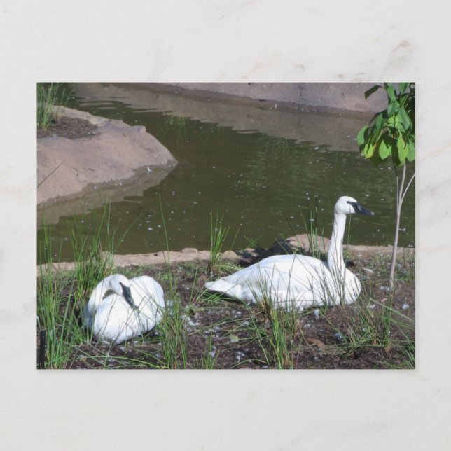 Postal Swans (Anverso)