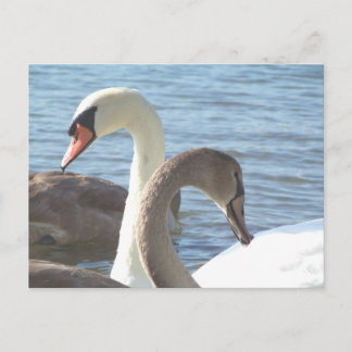 Postal Swans