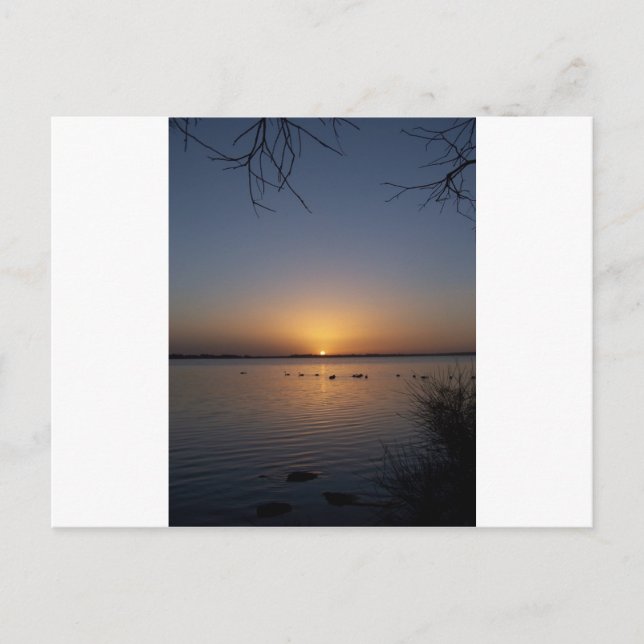 Postal Swans (Anverso)