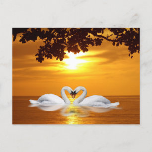 Postal Swans amorosos