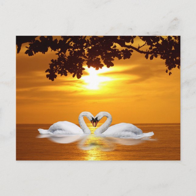 Postal Swans amorosos (Anverso)