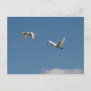 Postal Swans en vuelo