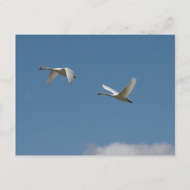 Postal Swans en vuelo (Anverso)