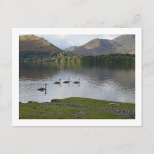 Postal Swans on Derwentwater